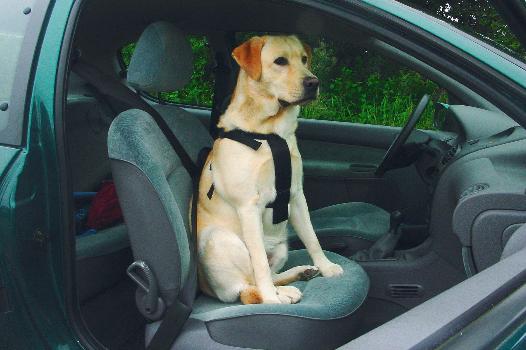 Bz Wandel- En Autogordel Hond M