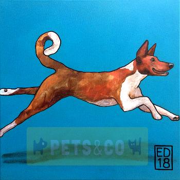 Basenji Running