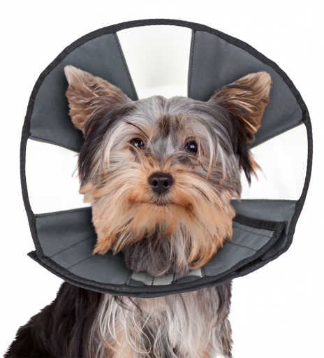 ZENPET PROCONE S