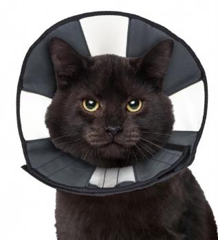 ZENPET PROCONE RECOVERY COLLAR SMALL