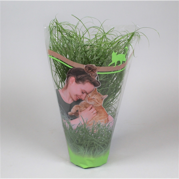 CYPERUS ZUMULA (KATTENGRAS) IN POT (P5)