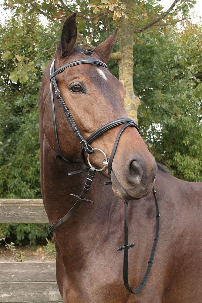 HOOFDSTEL BRONZE ZW/ZW COB