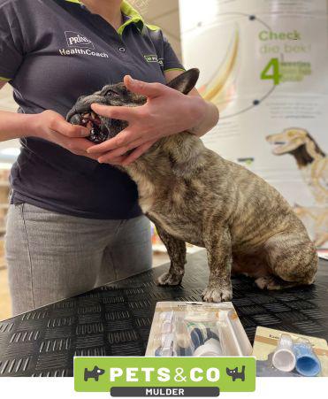 Marinka De pet health coach