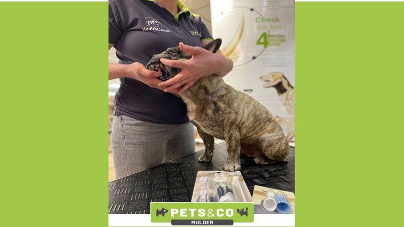 Marinka De pet health coach